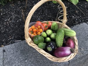 produce from the shaker garden