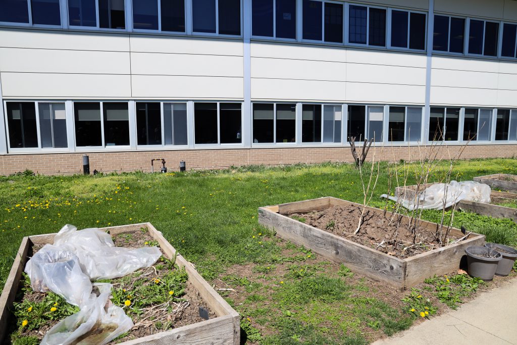 image of garden beds before the students cleared them