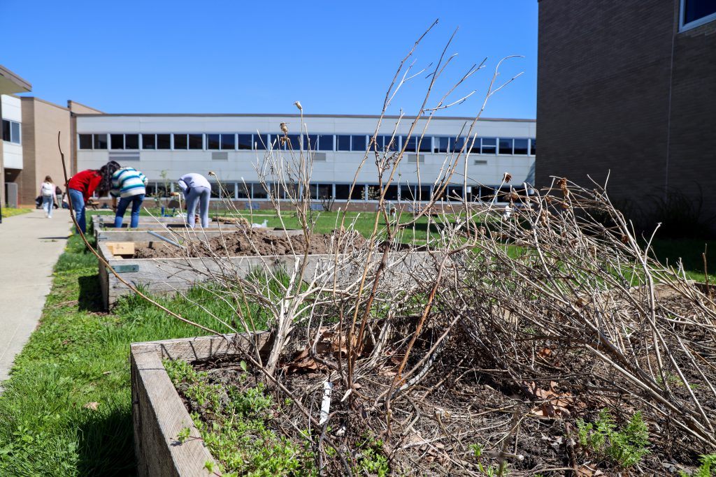 image of garden beds before the students cleared them