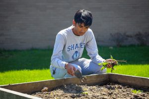 student clearing garden bed
