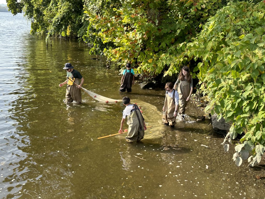 An image of students and a DEC representative in the water trying to catch fish with a net.